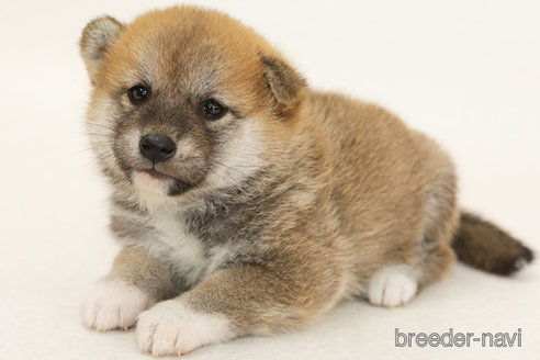 販売中の神奈川県の柴犬-382703